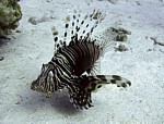 Perutýn žoldnéř
Scubadiving.cz