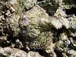 Ropušnice vousatá
Scubadiving.cz