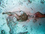 Odranec pravý
Scubadiving.cz