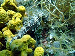 Koníček dlouhonosý
Scubadiving.cz