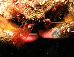 Krab vlnitý
Scubadiving.cz