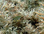 Mořan světloploutvý
Scubadiving.cz