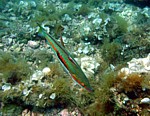 Kněžík duhový
Scubadiving.cz