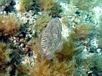 Sépie obecná
Scubadiving.cz