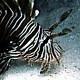 Nebezpeční živočichové Rudého moře: Perutýni
