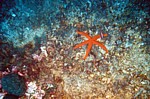 Hvězdice neboli Starfish