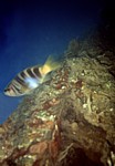 Kanic písmenkový - Lighting fish