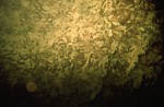 Wolfgangsee (Franzosenschanze) - podvodní skalky, stěny a jeskyňky