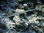 Lulanka Commersonova (modroskvrnná)
Scubadiving.cz