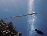 Lulanka Commersonova (modroskvrnná)
Scubadiving.cz