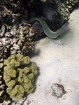 Muréna šedá
Scubadiving.cz