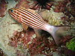 Parmovec
Scubadiving.cz