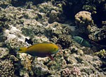 Ploskozubec hrbohlavý
Scubadiving.cz