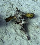 Ropušnice
Scubadiving.cz