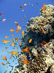 Bradáč šupinoploutvý
Scubadiving.cz