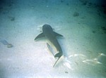 Žralok spanilý (šedý)