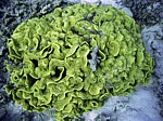 Dendrofyla salátová