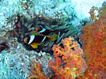 Klaun klínopruhý
Scubadiving.cz