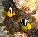 Klaun klínopruhý
Scubadiving.cz