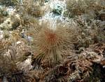 Rournatec vějířový
Scubadiving.cz