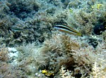 Kněžík duhový
Scubadiving.cz