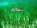 Sépie obecná
Scubadiving.cz