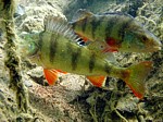 Okoun říční
Scubadiving.cz