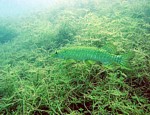 Štika obecná
Scubadiving.cz